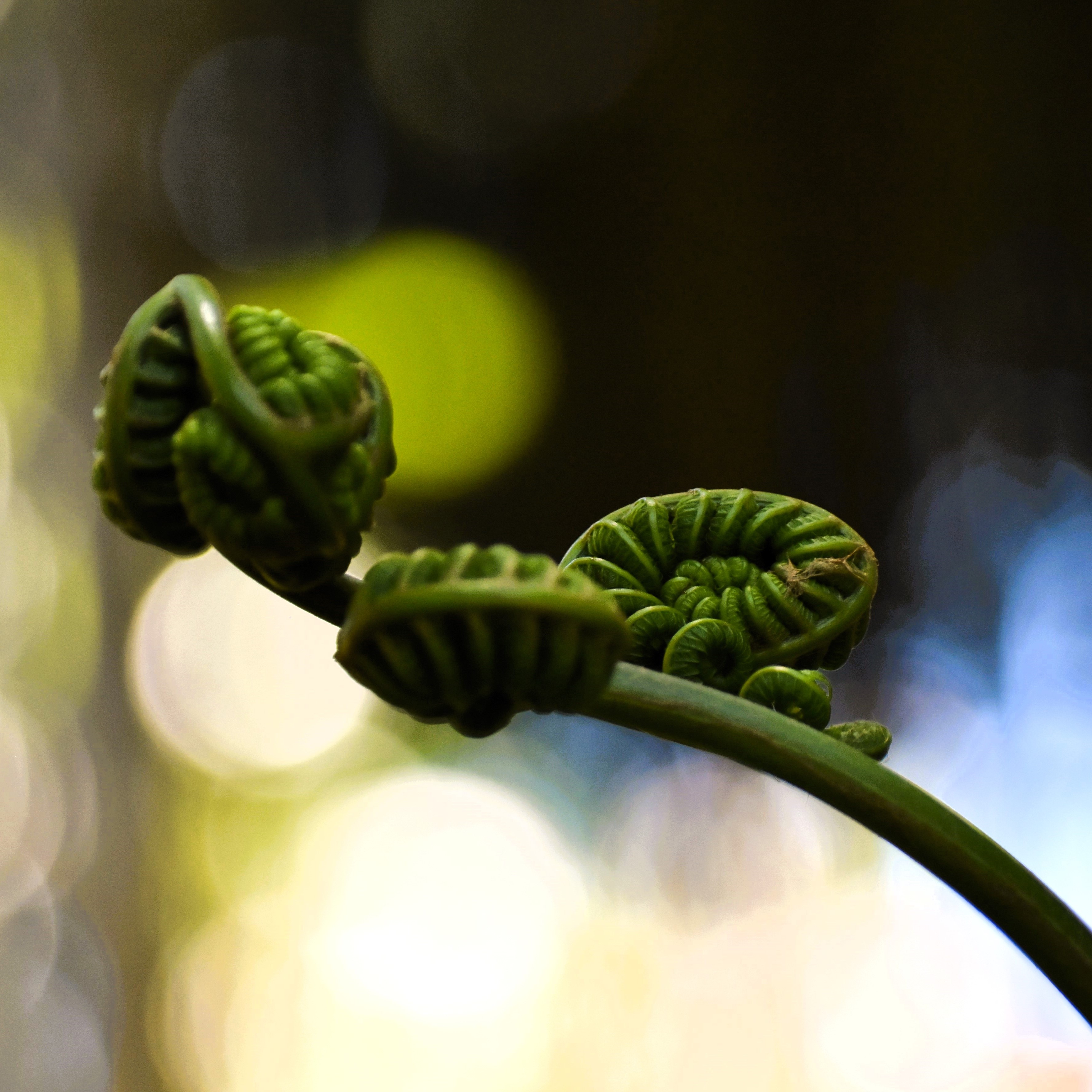 Fiddlehead fern